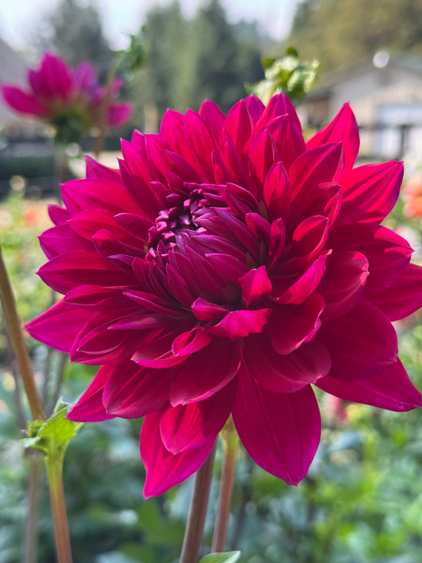 Hollyhill Pandora