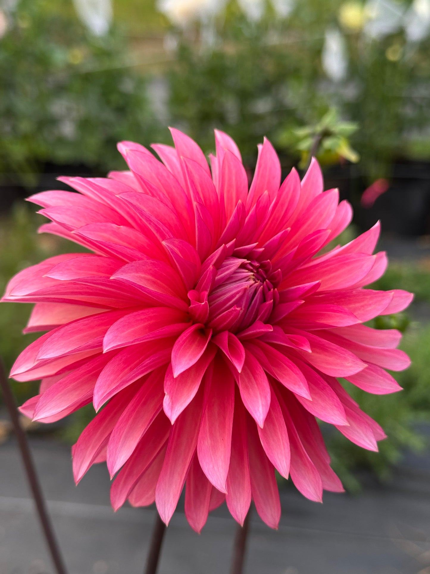 Sandia Ruthie