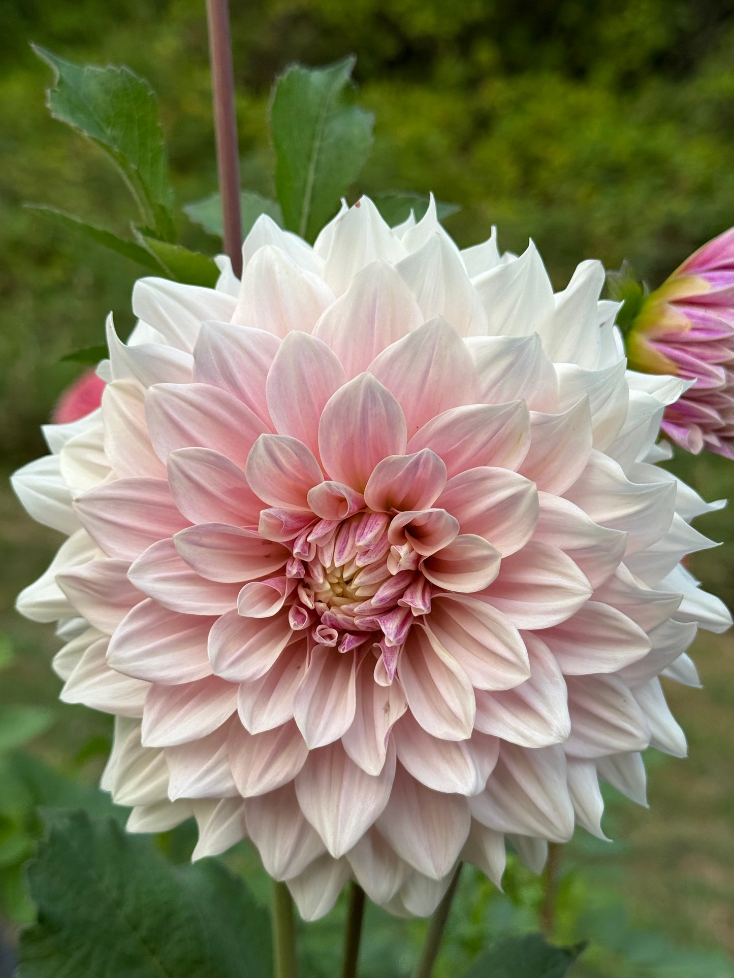 Florelie Antique