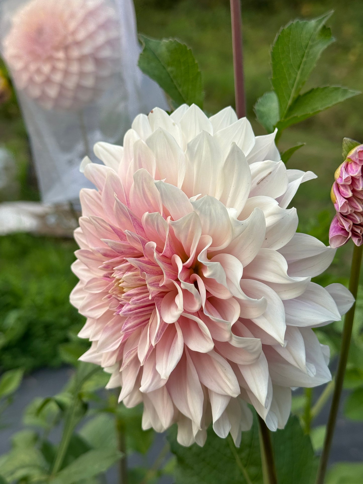 Florelie Antique