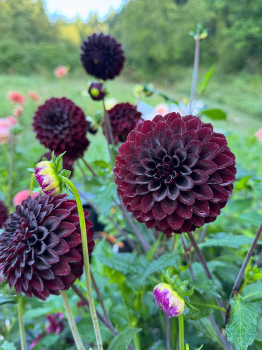 River’s Dark Chocolate