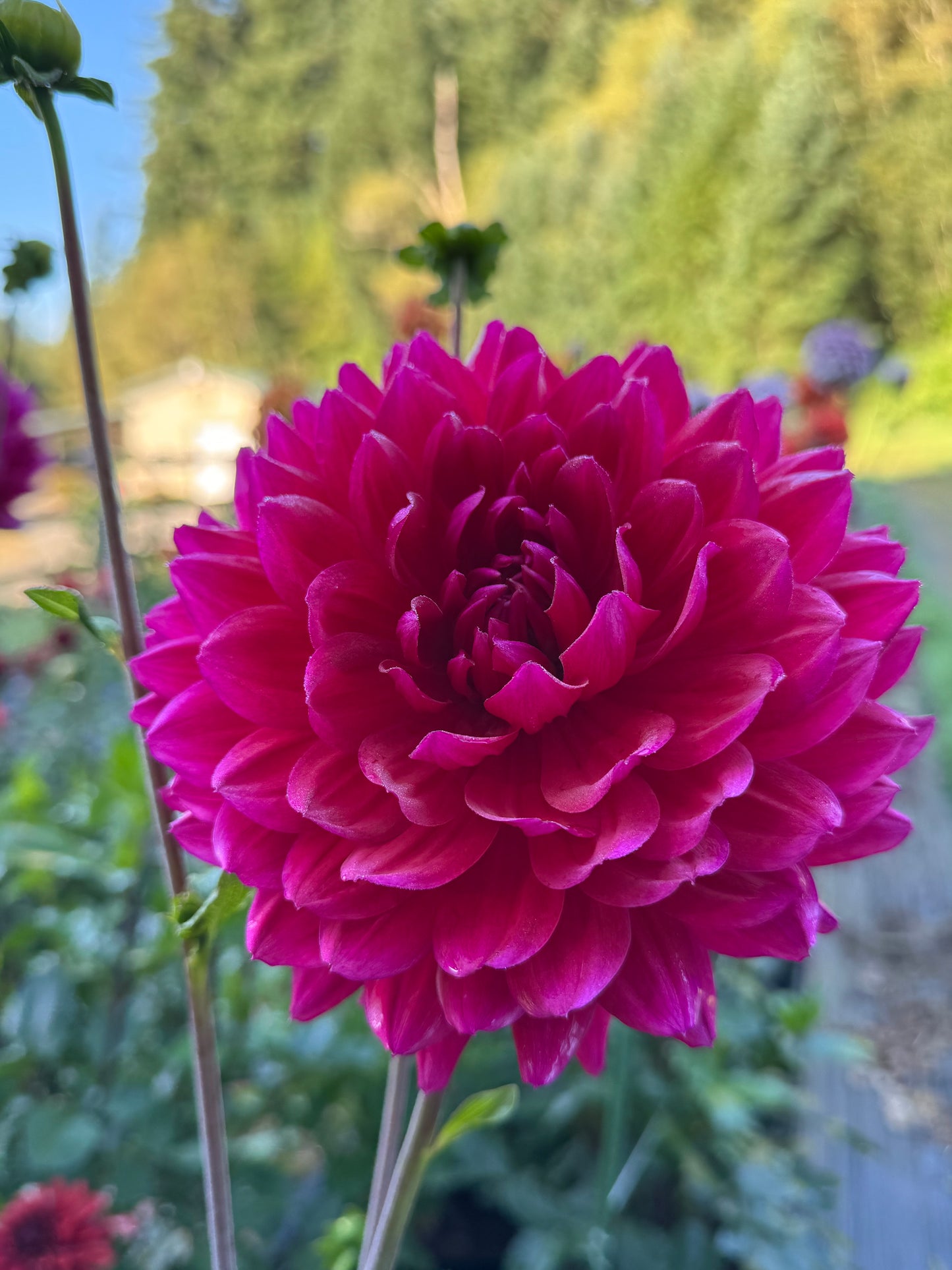 Hollyhill Pandora