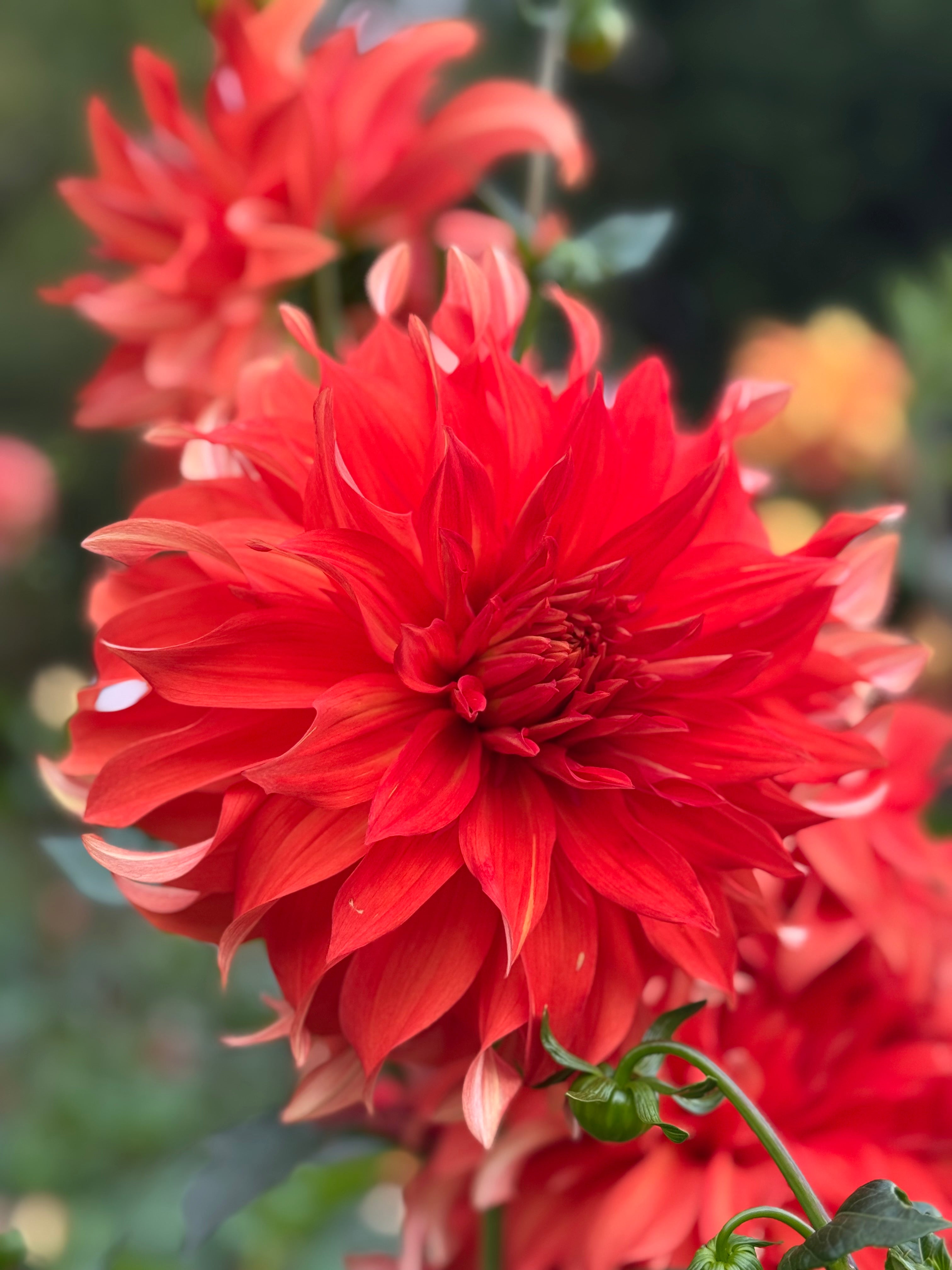 Bloomquist Norseman – Everly Acres