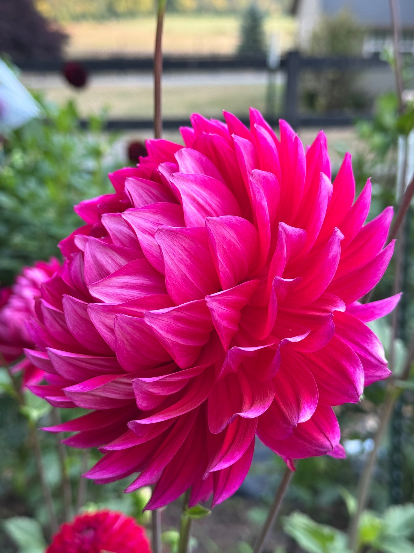 Hollyhill Pandora