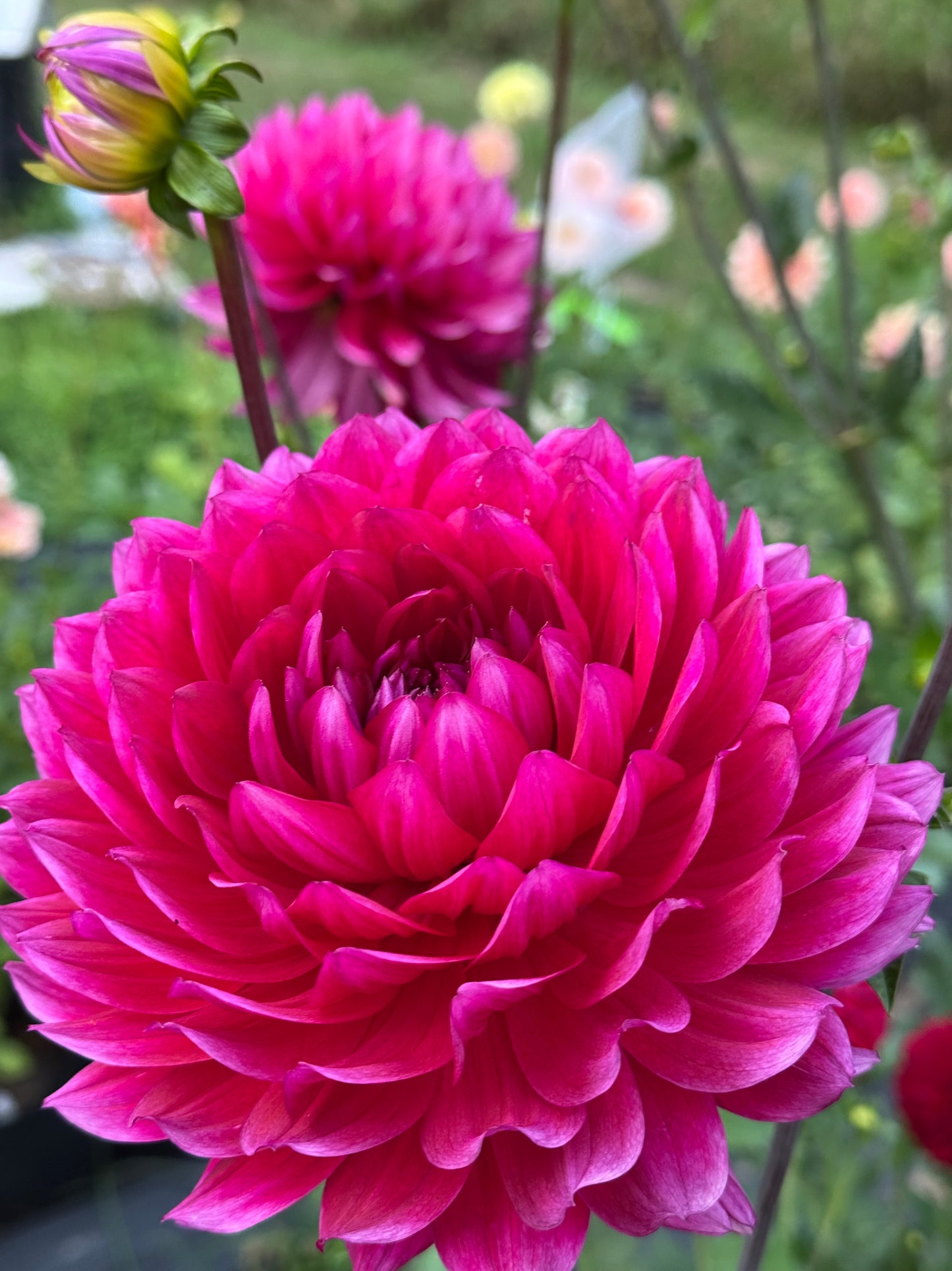 Hollyhill Pandora