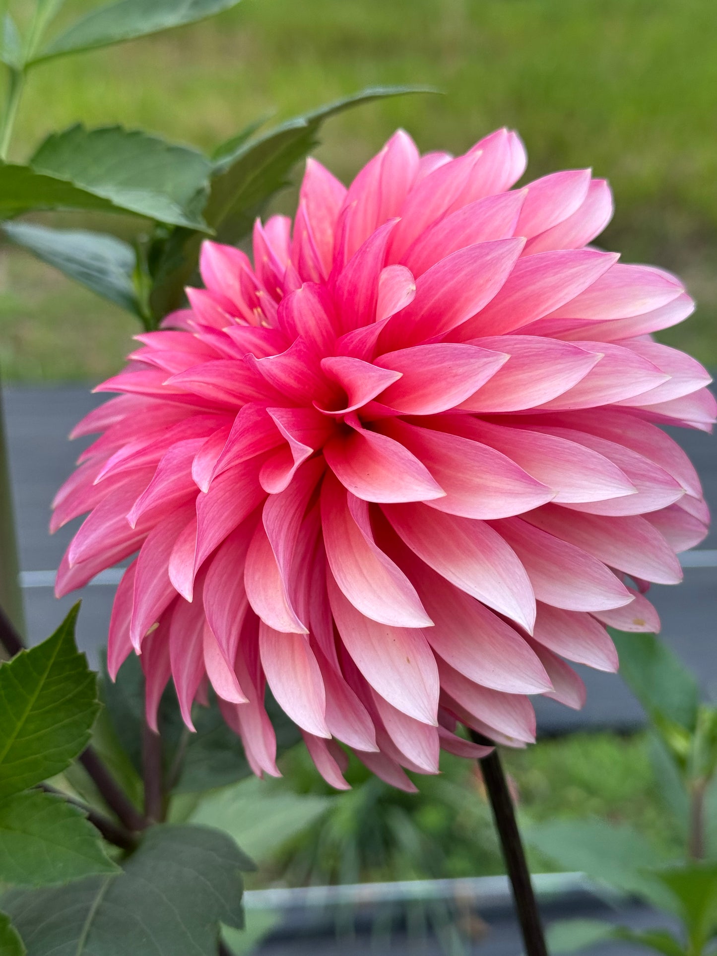 Sandia Ruthie