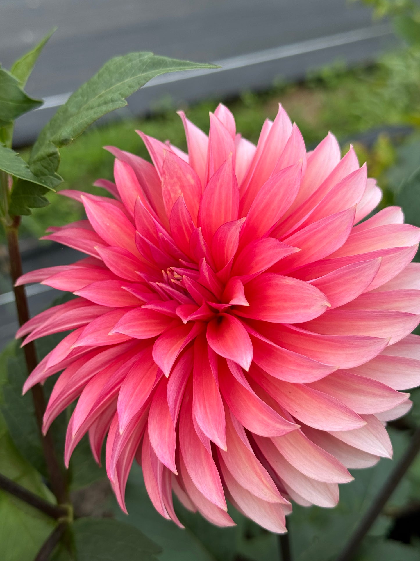 Sandia Ruthie