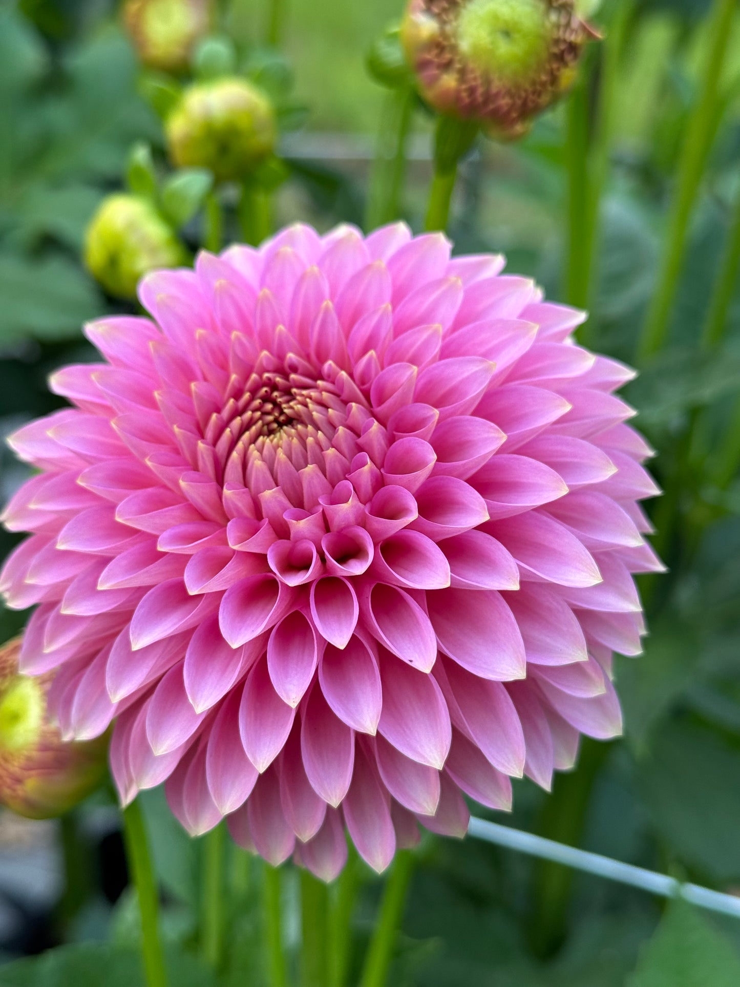 Bloomquist Pink Parfait