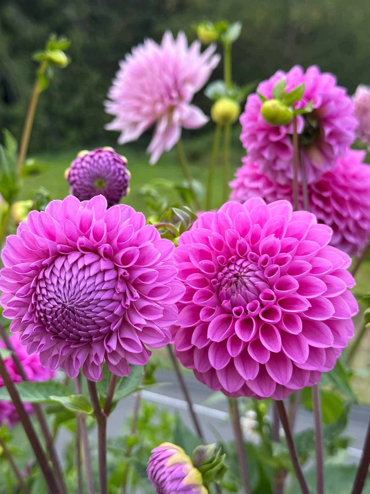 20th Ave Tranquility