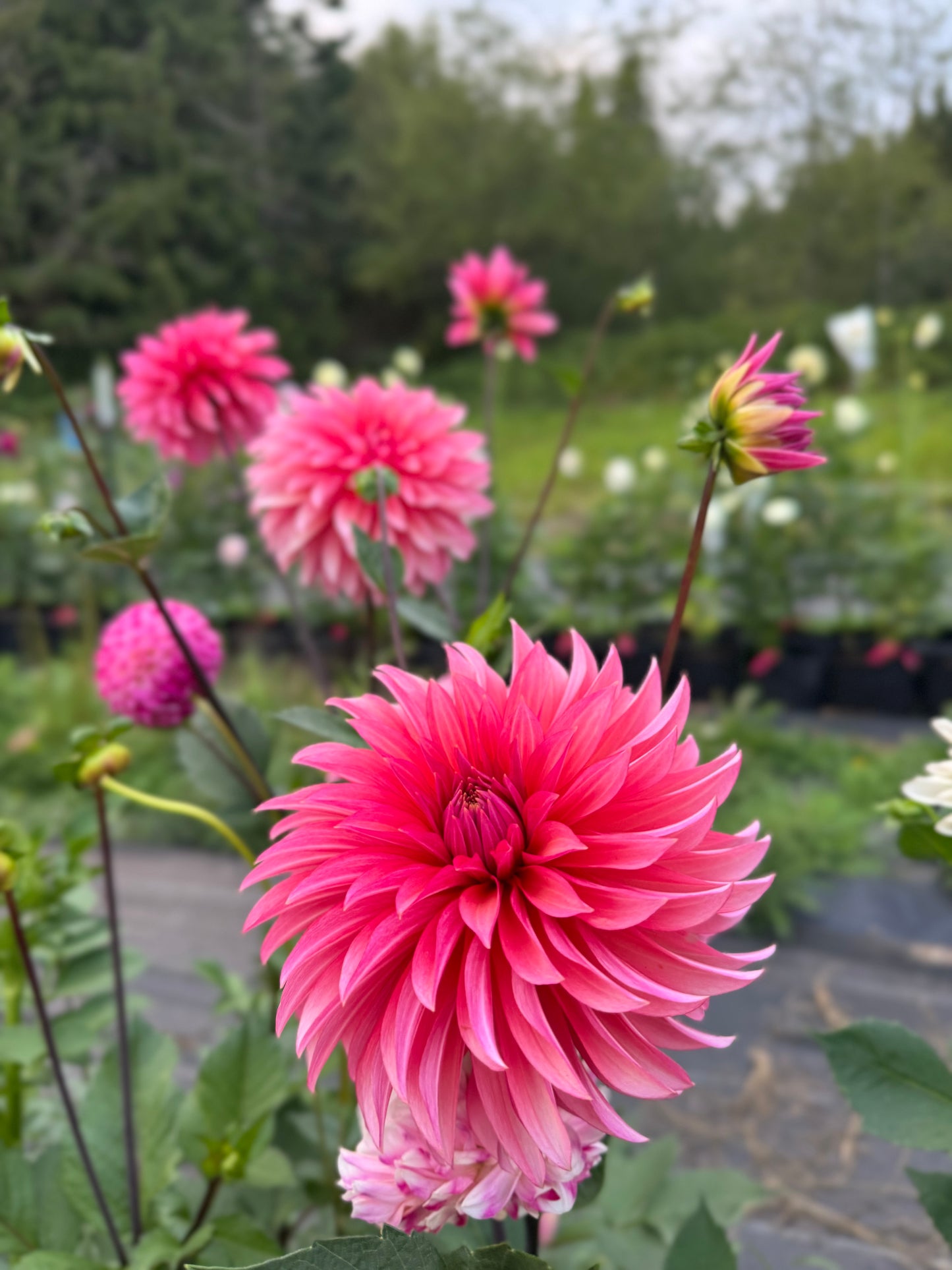 Sandia Ruthie