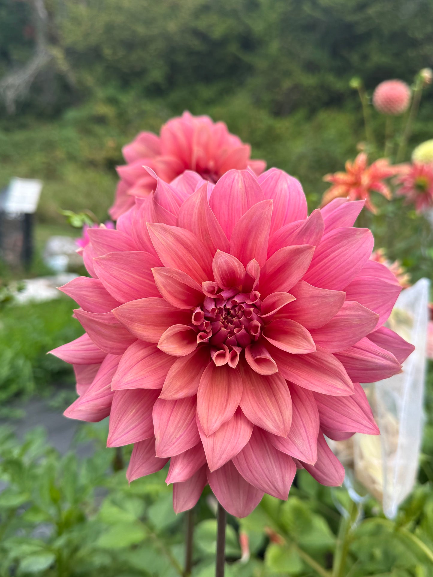 Lilleah Caramel Rose