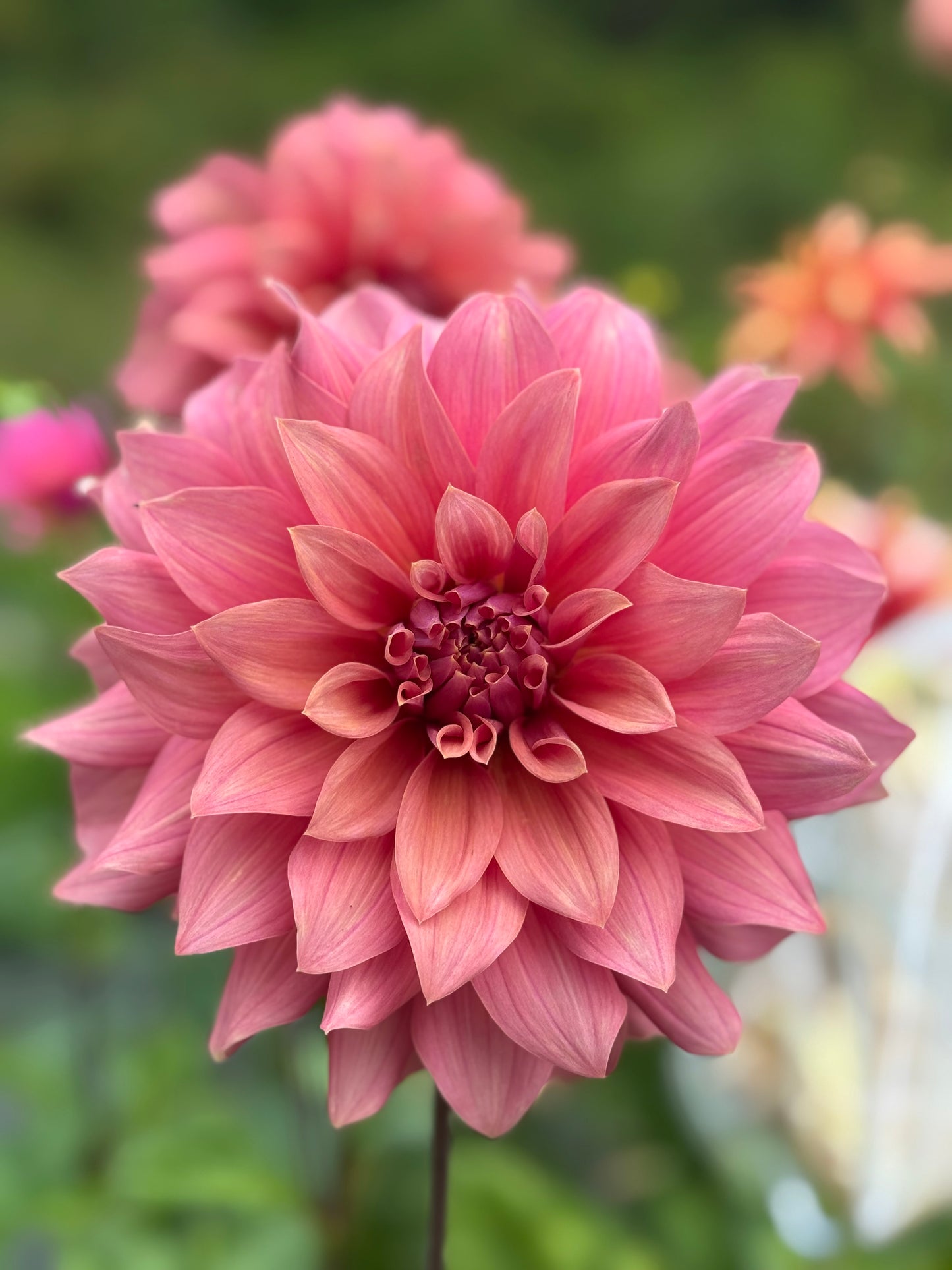 Lilleah Caramel Rose