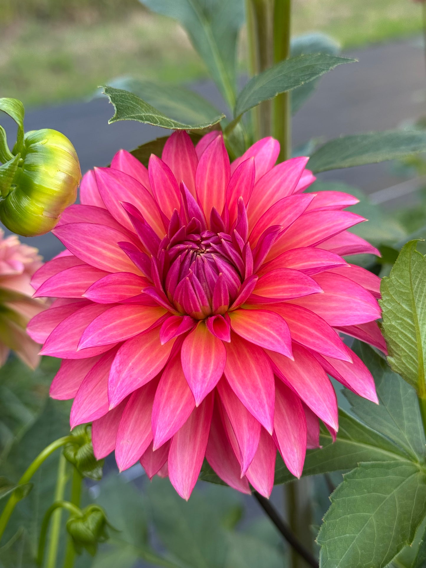 Sandia Ruthie