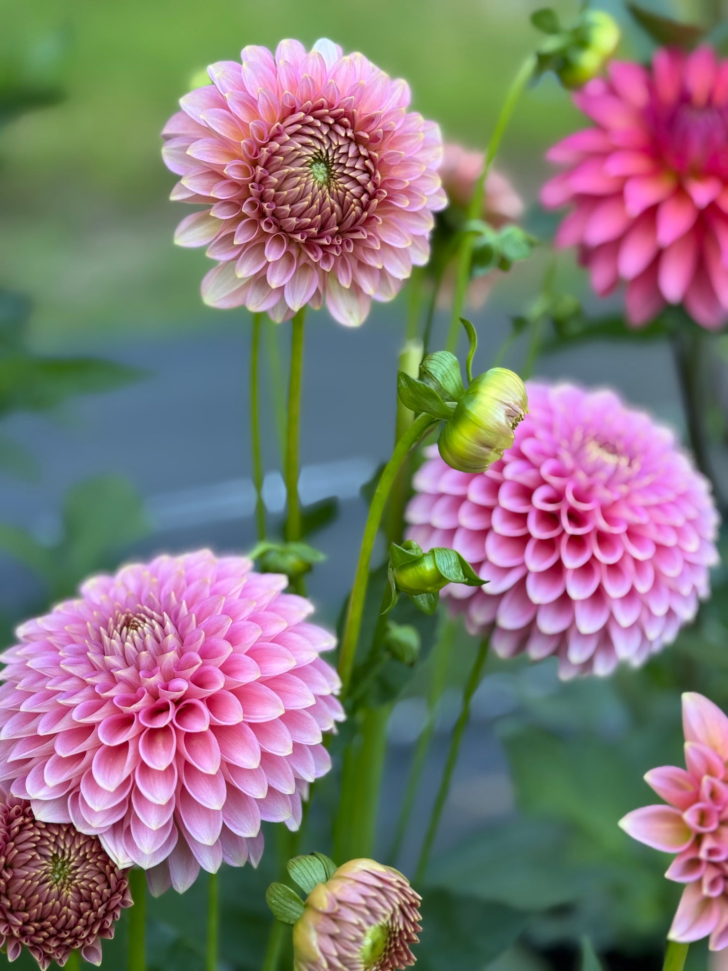 Bloomquist Pink Parfait