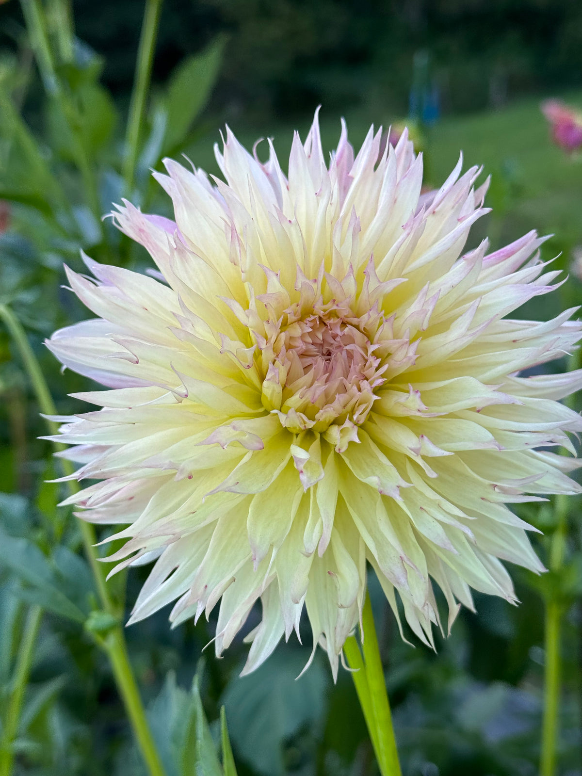 Alauna Alauna Millipiques – Everly Acres