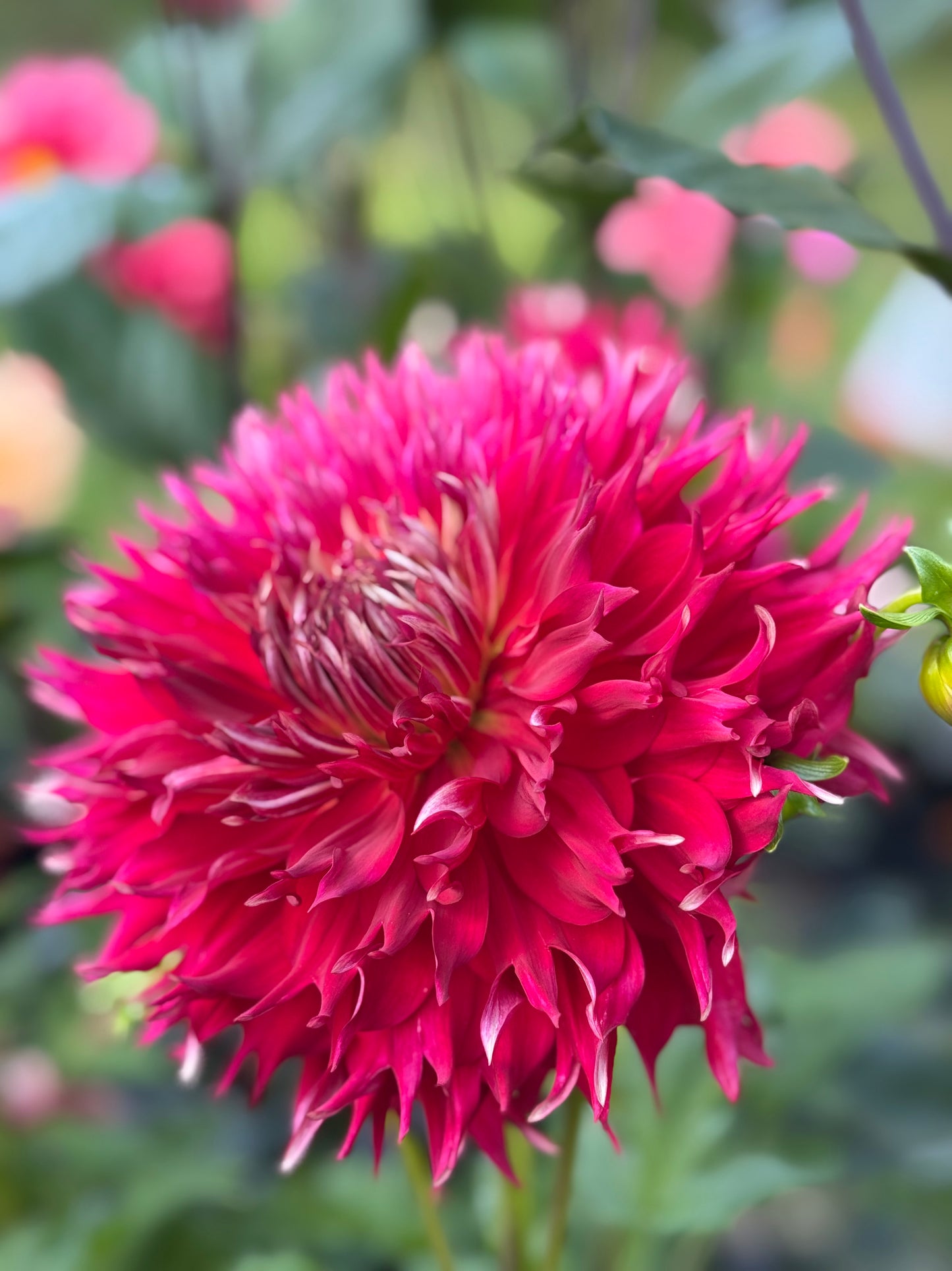 Felida Splendor