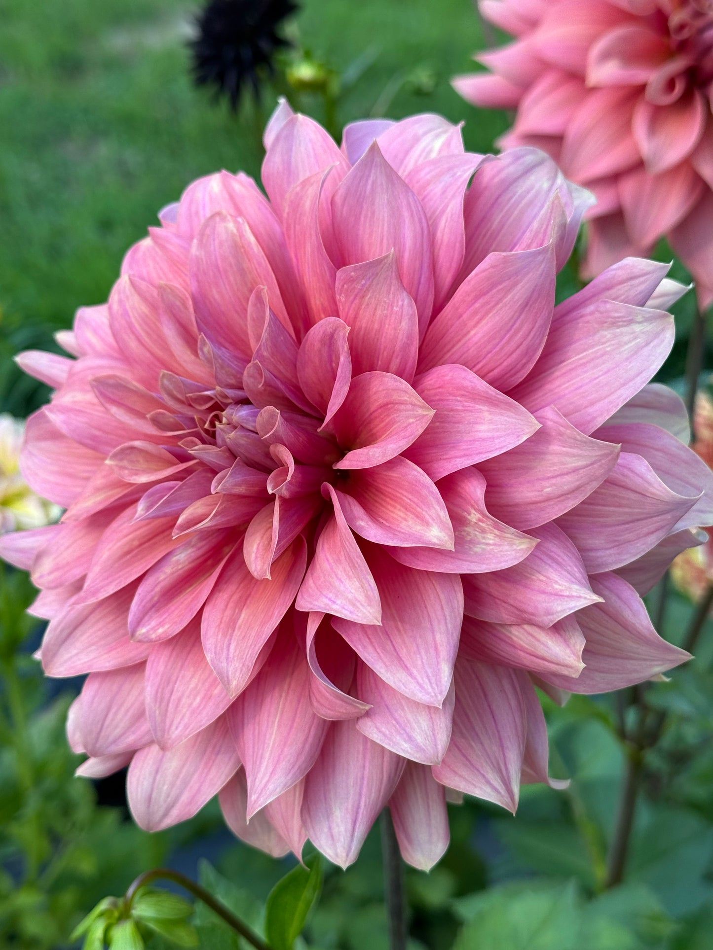 Lilleah Caramel Rose