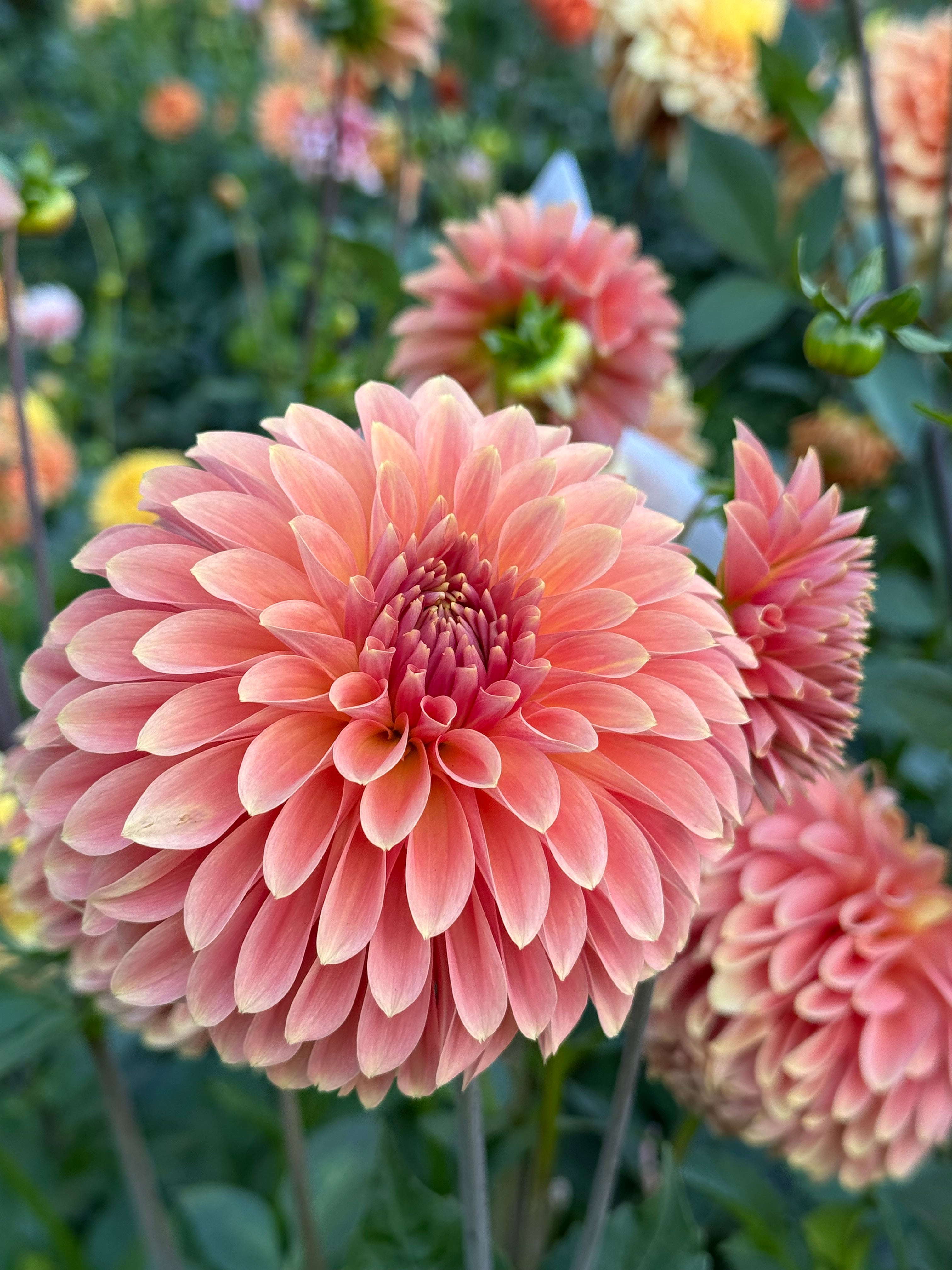 Clearview Pataha – Everly Acres