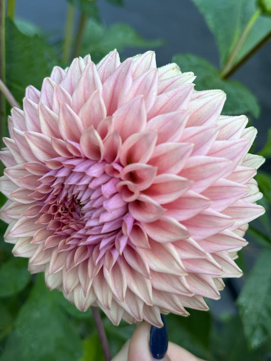 Lee’s Swiss Miss Rooted Cutting