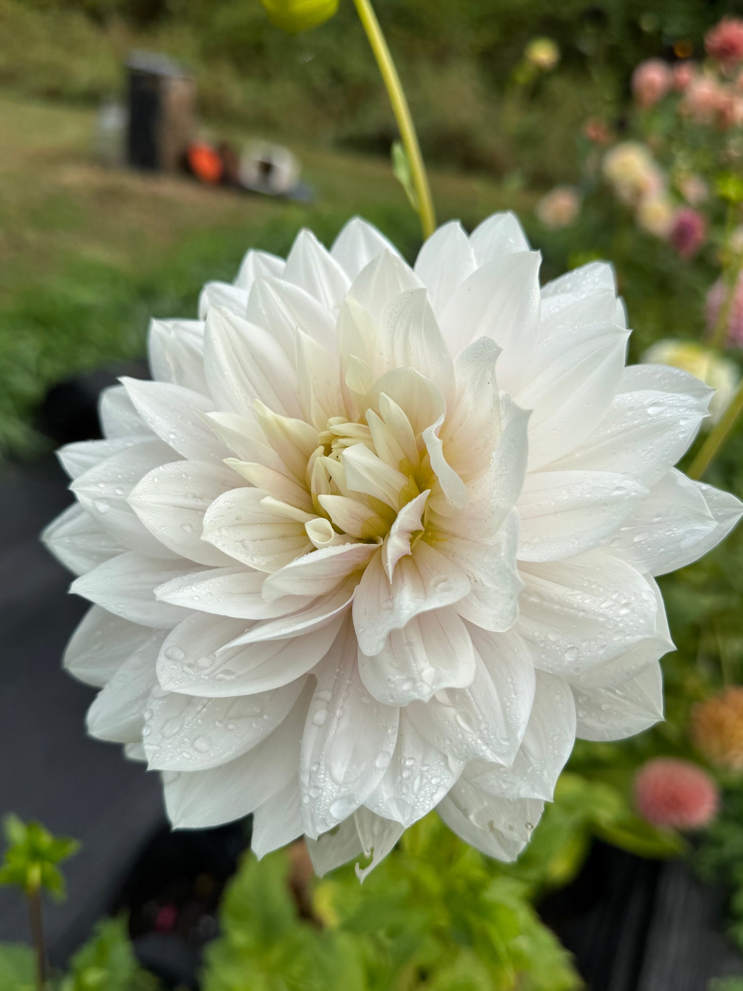 Hollyhill Snow Queen