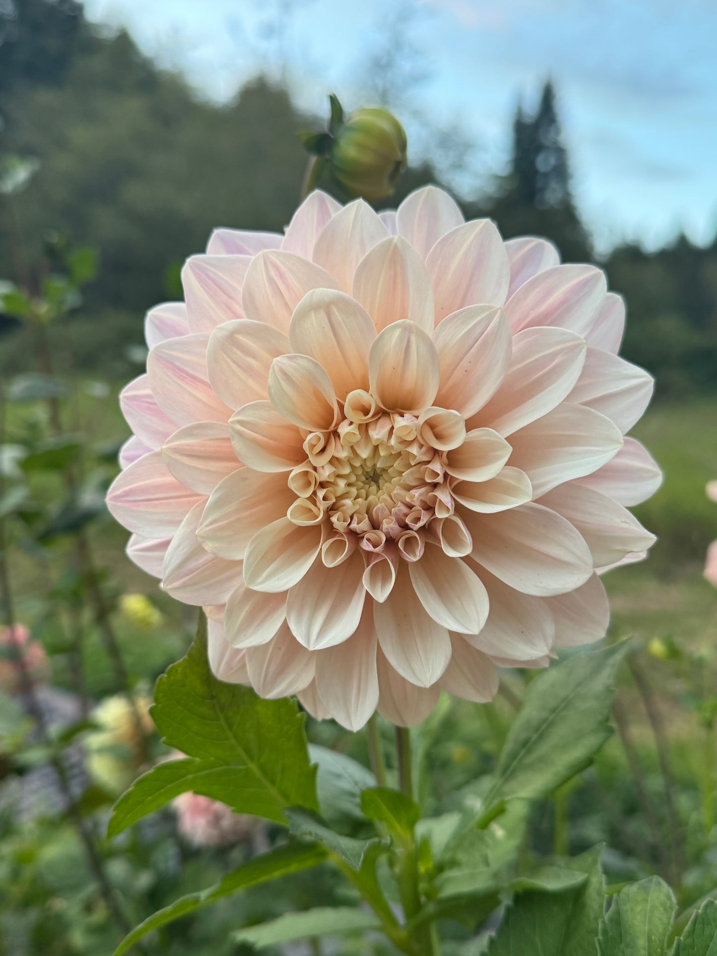 Florelie Antique