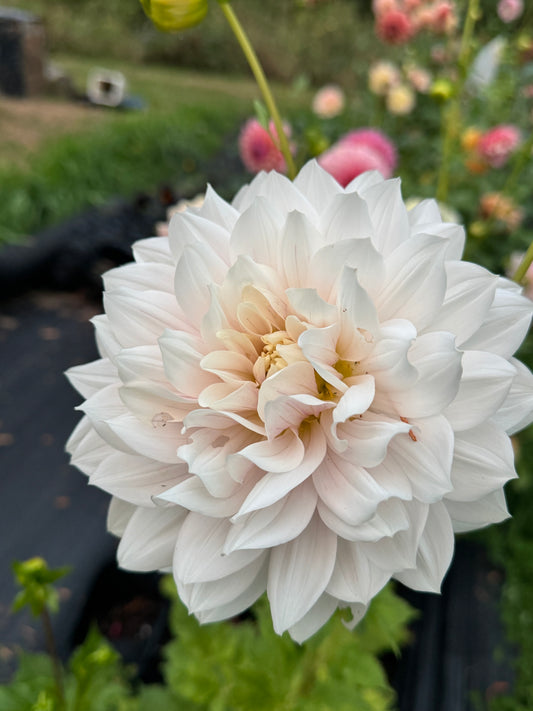 Hollyhill Snow Queen