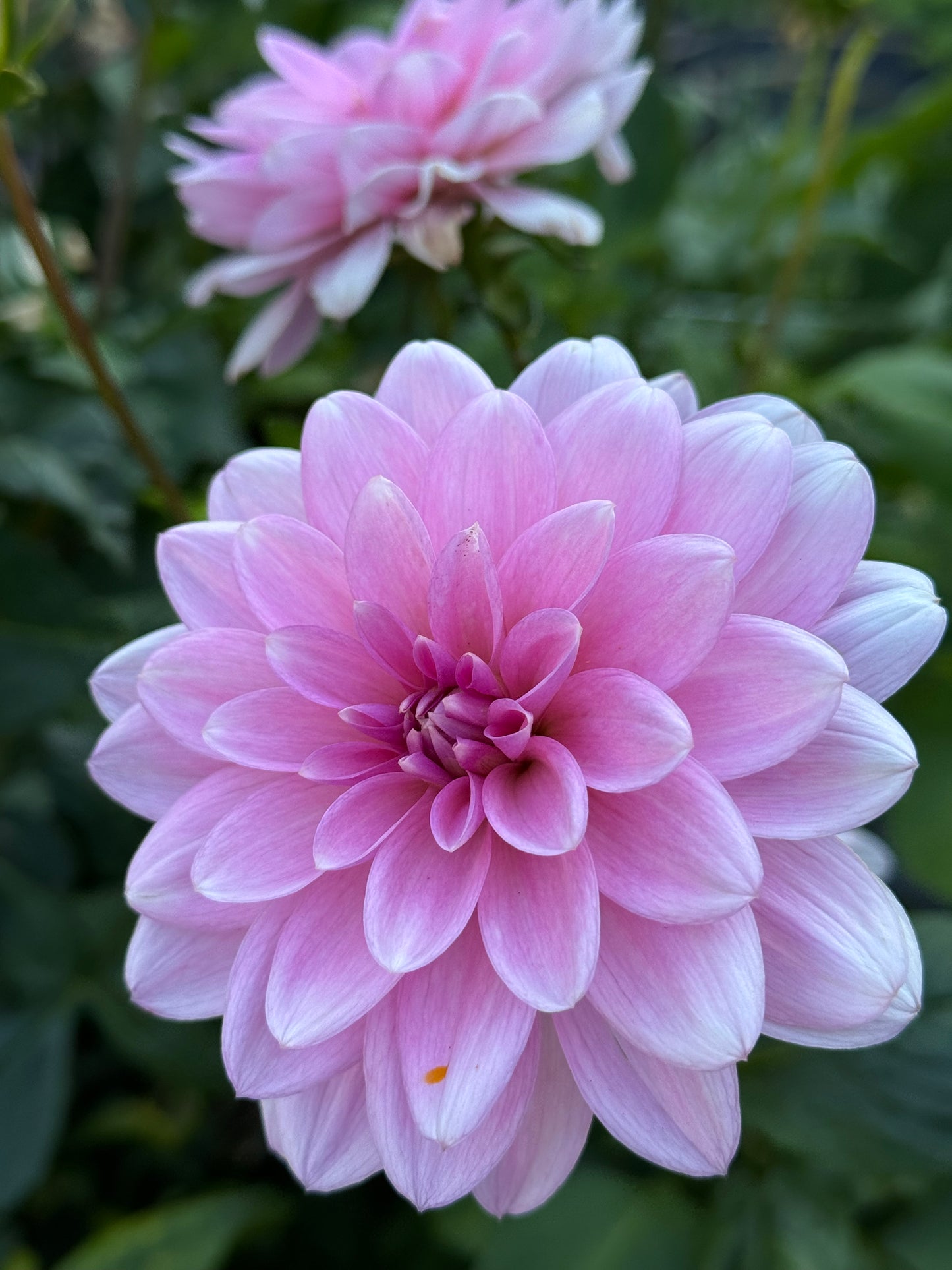 Pink Perception