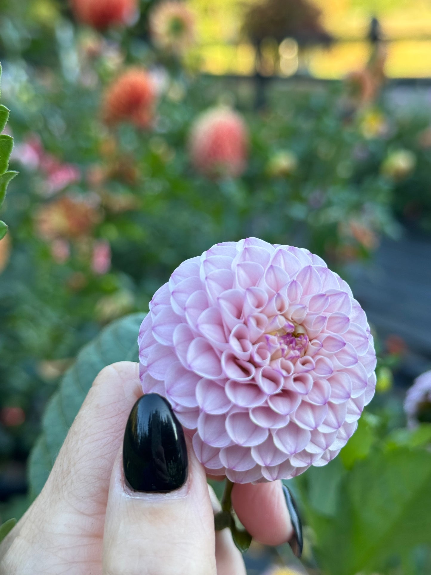 Irish Pinky