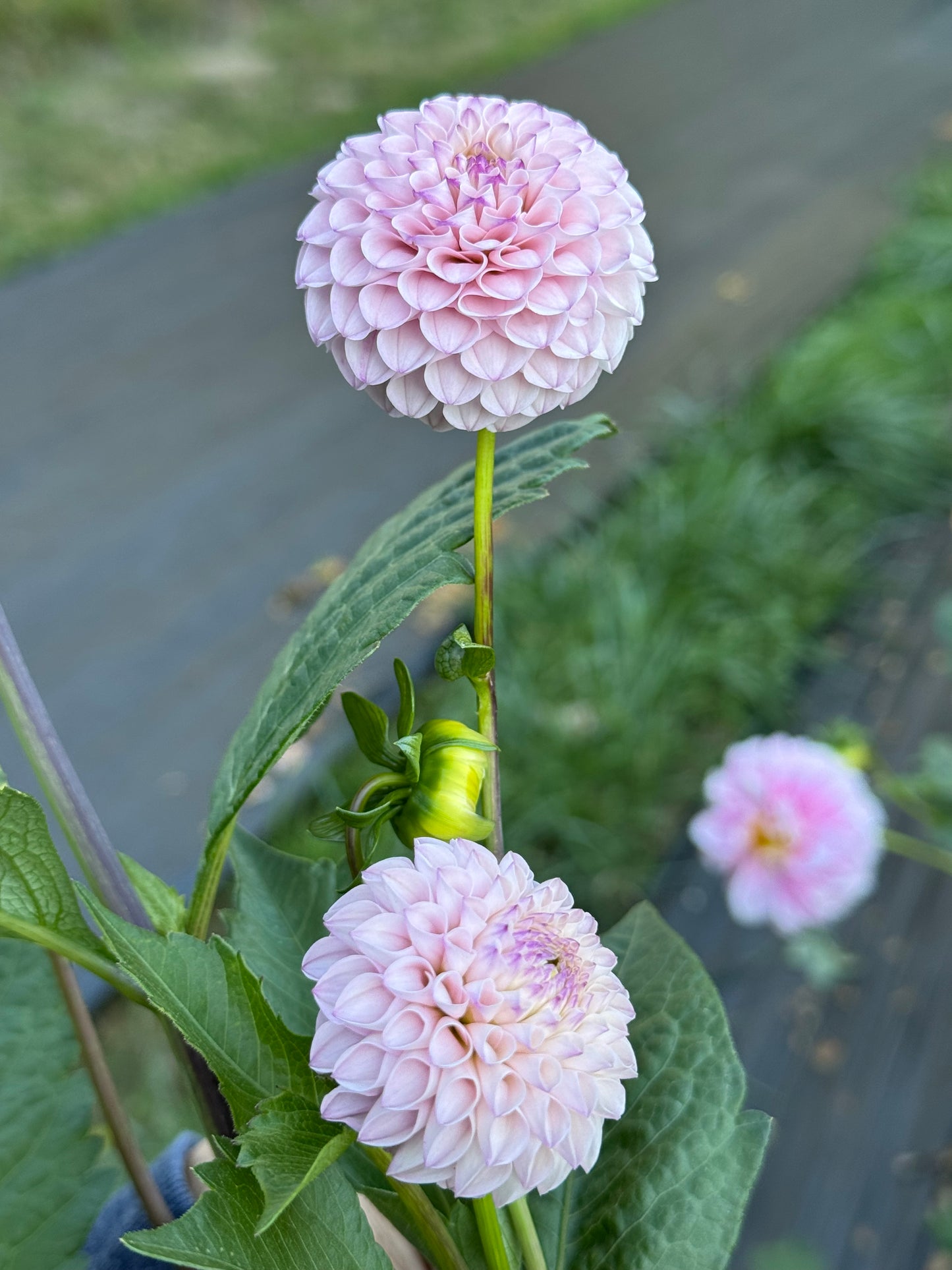 Irish Pinky