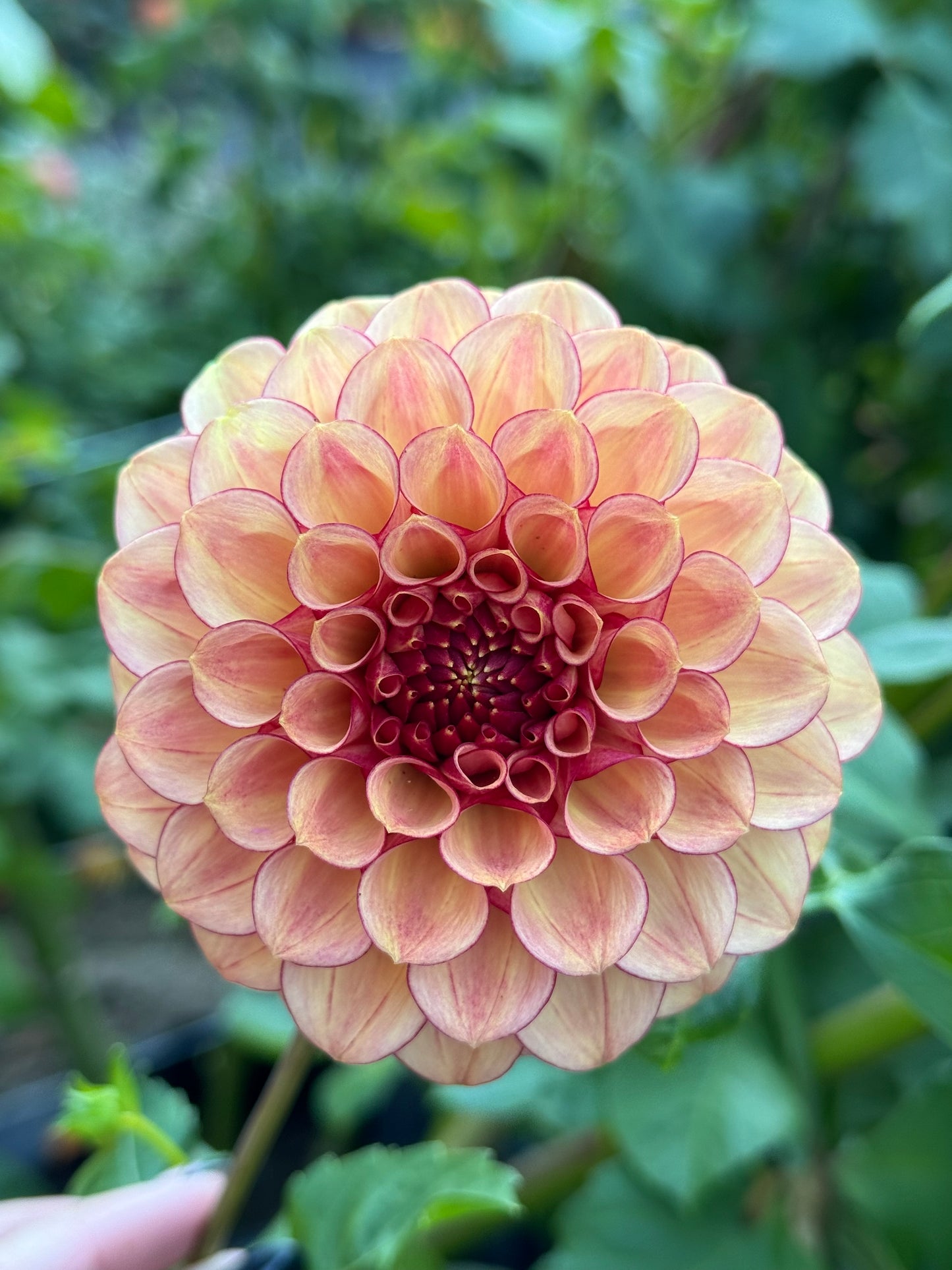 RM Cinnamon Cutting