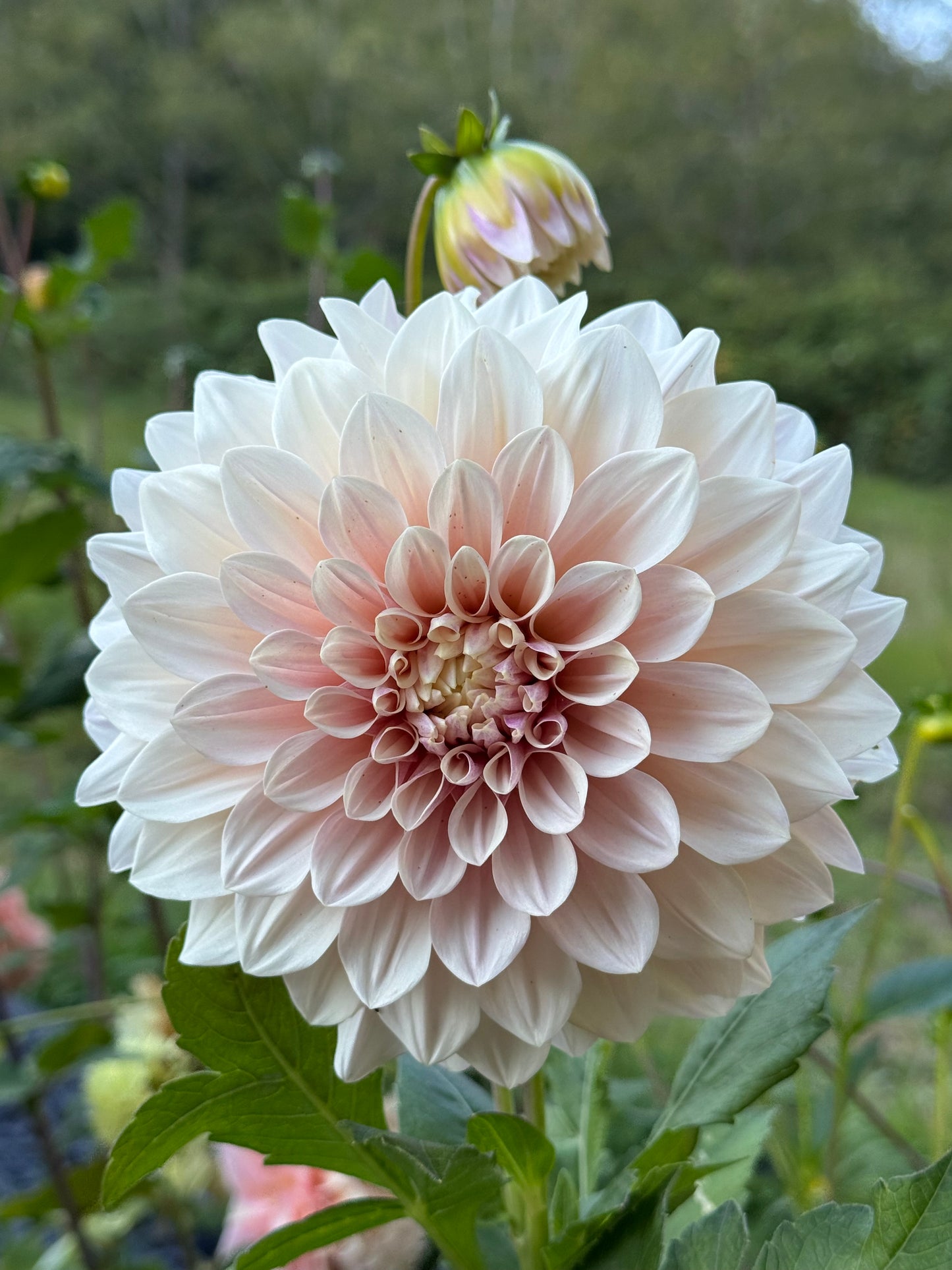 Florelie Antique
