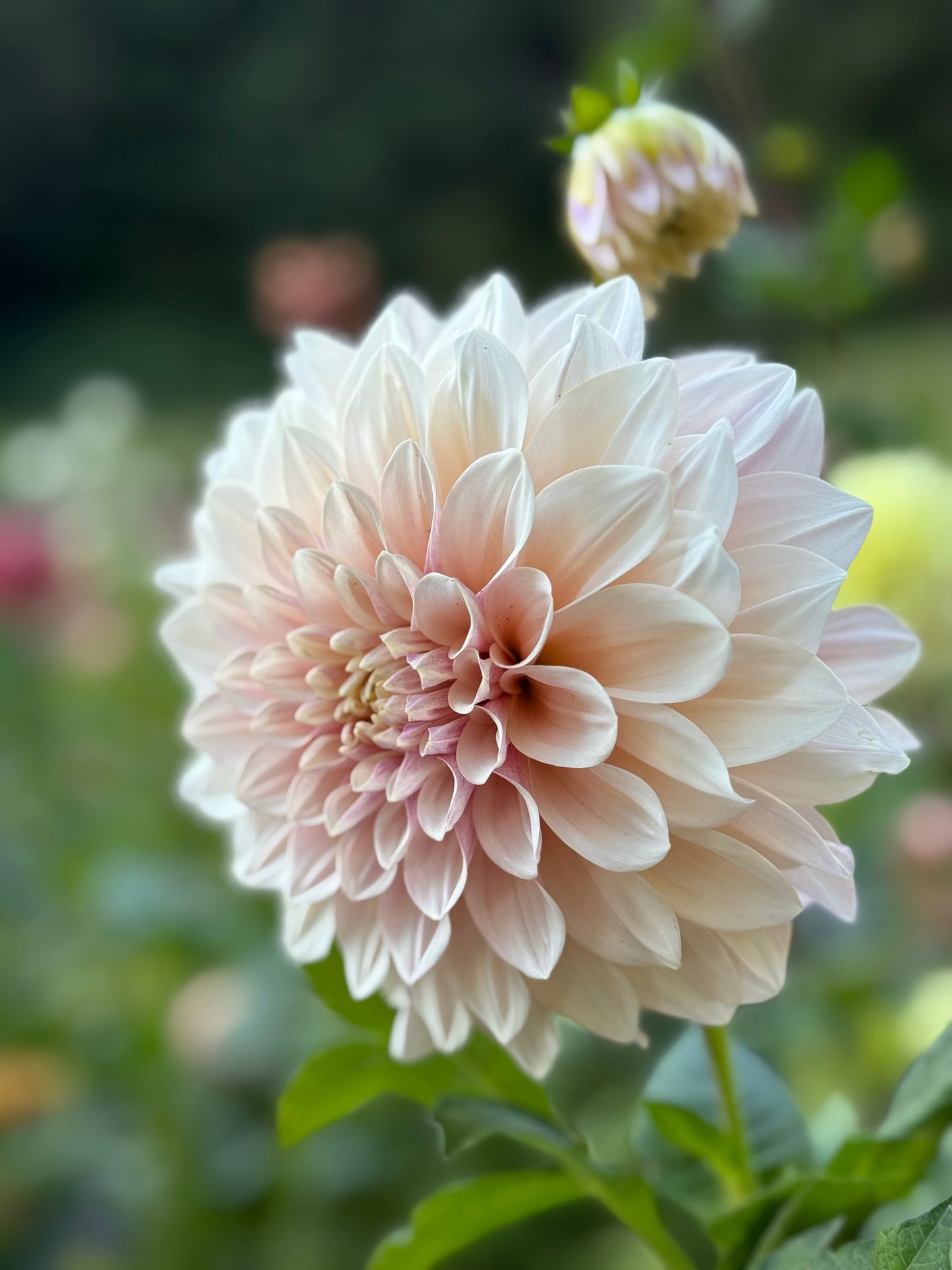 Florelie Antique