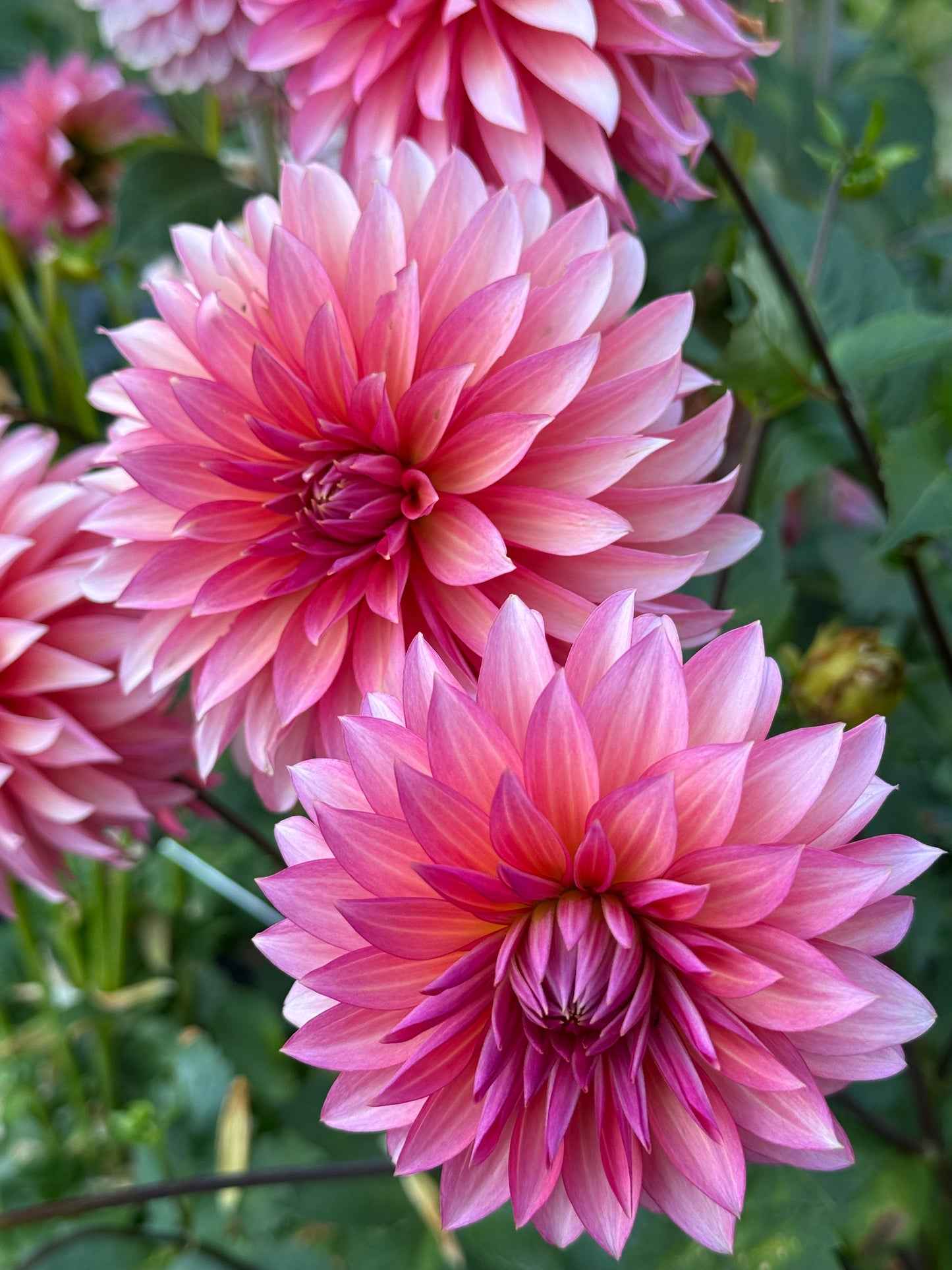 Sandia Ruthie