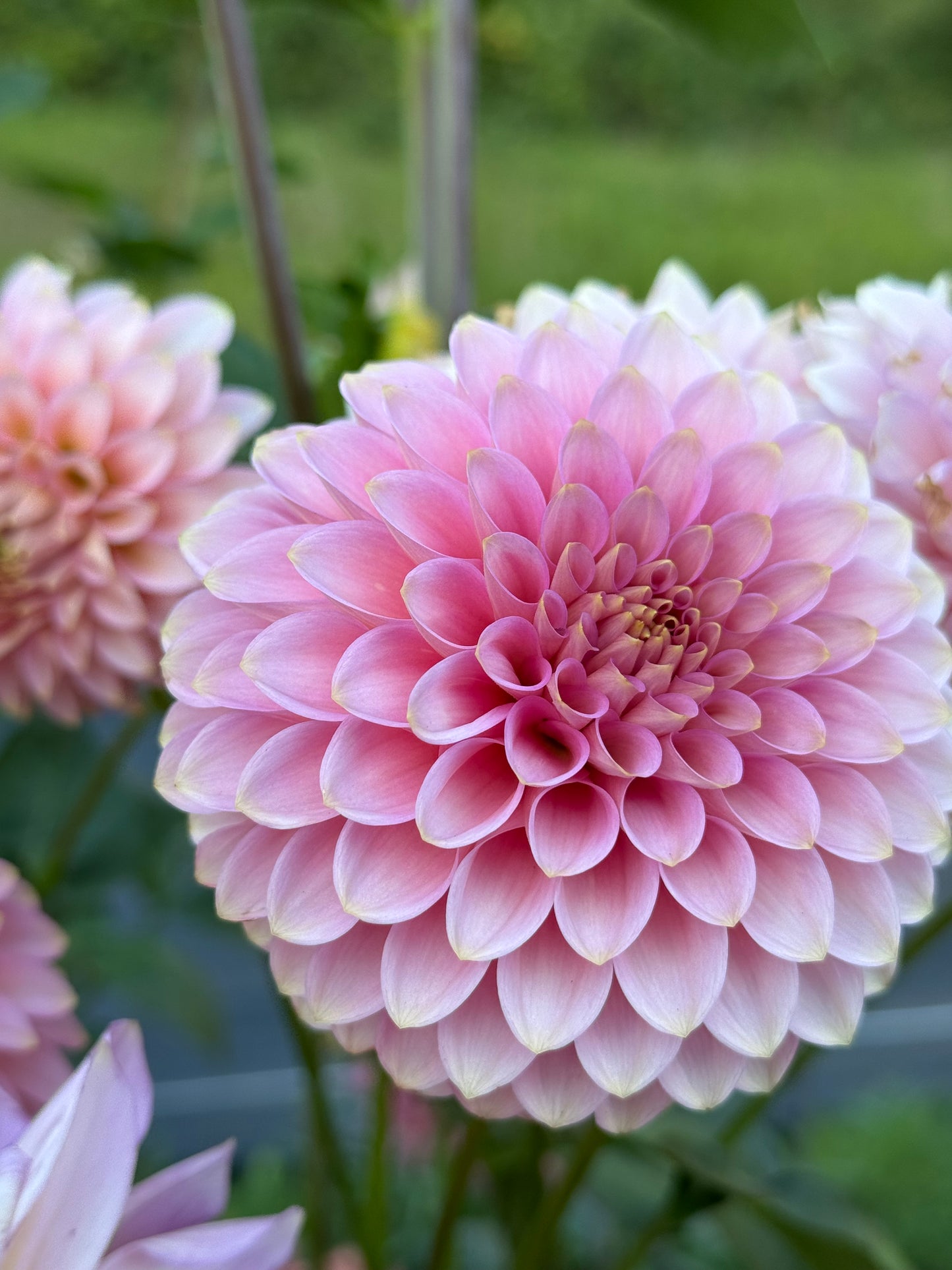 Bloomquist Pink Parfait