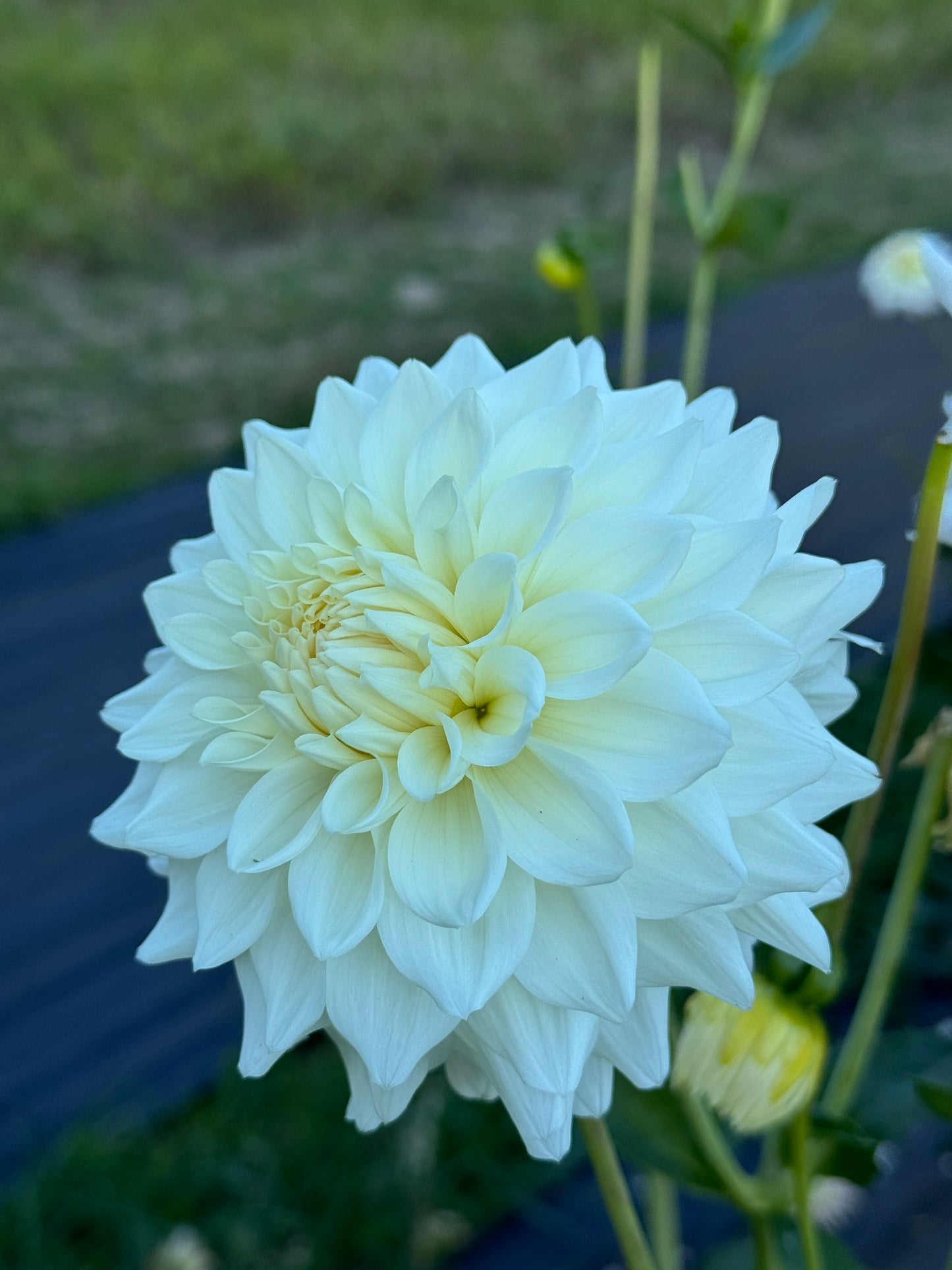 Frost Creek Moonglow