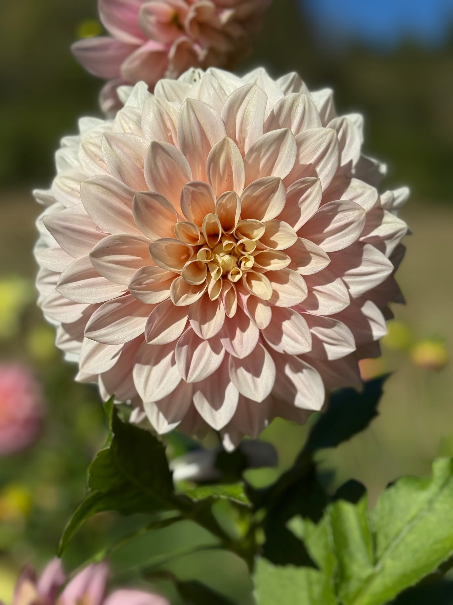 Florelie Antique