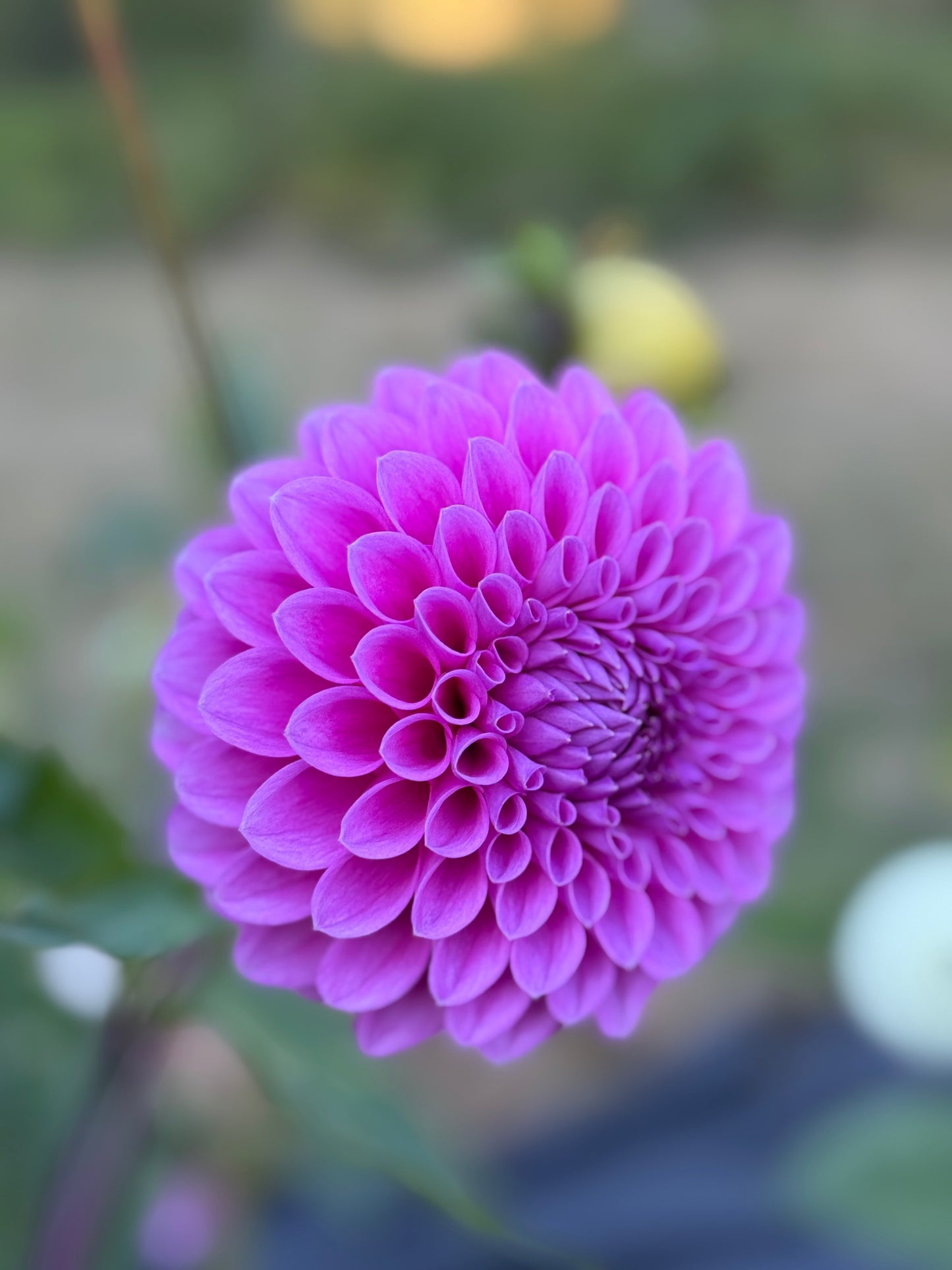 20th Ave Tranquility