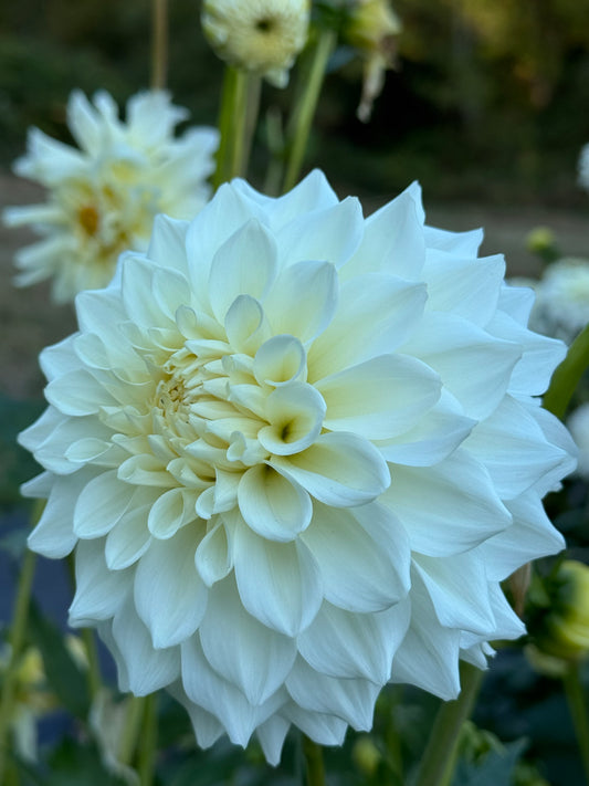 Frost Creek Moonglow