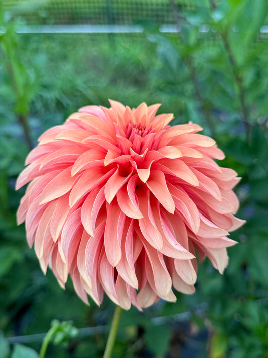 River’s Can’t Elope