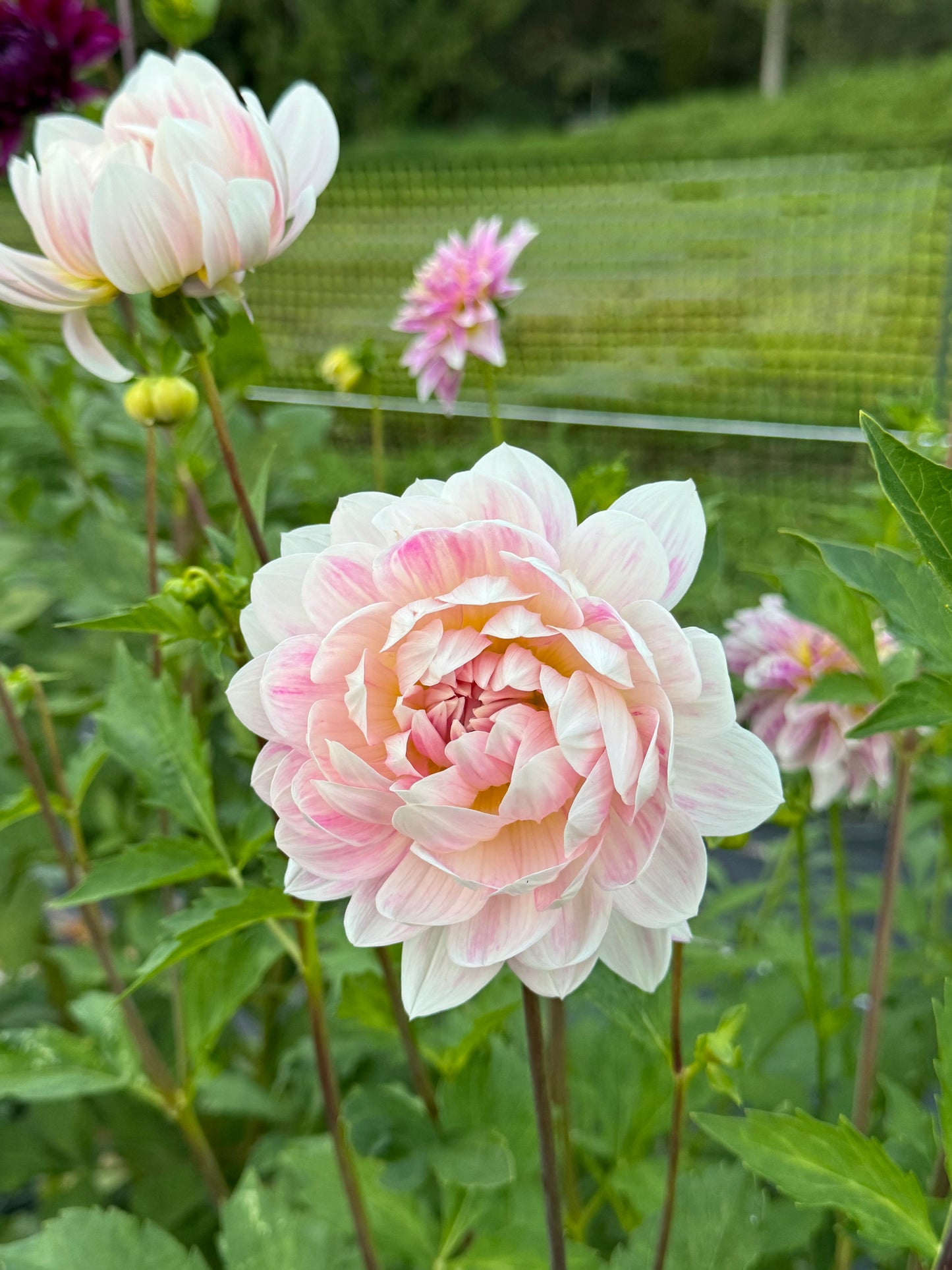 Kelgai Ann